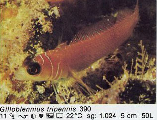 Gilloblennius tripennis